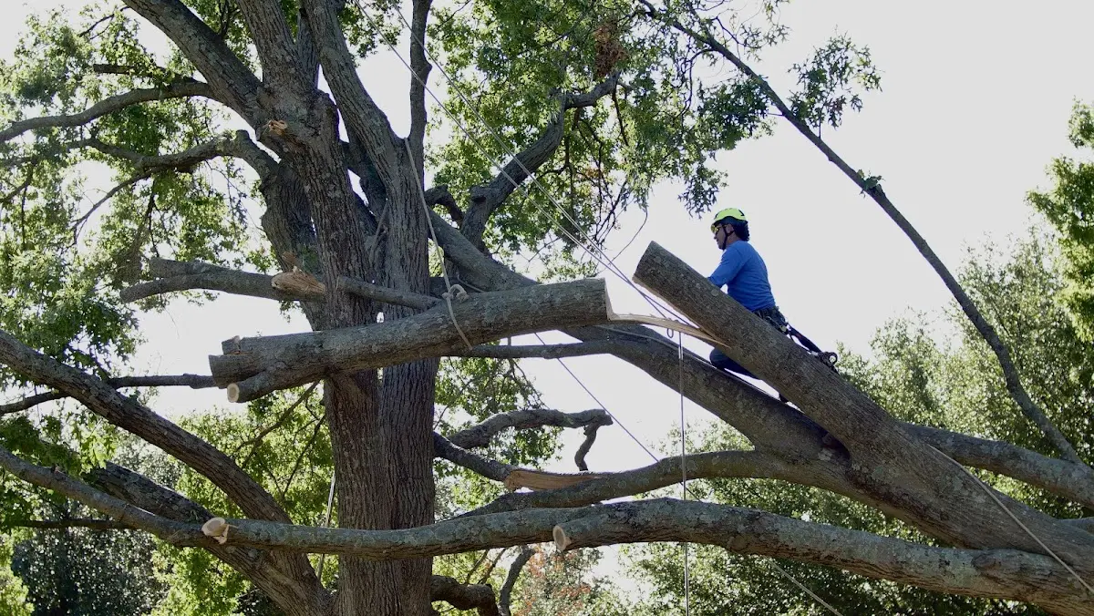 Professional Hazardous Tree Removal performed by certified arborists in Rutherford College
